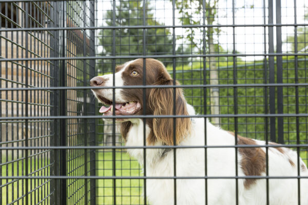 Multiren is ook geschikt voor honden.