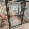 kattenhotel Arien, heerlijke binnenplek voor de katten